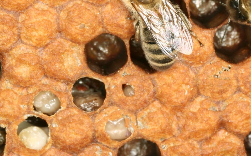 Varroa-Befall - ge�ffnete Brutzellen